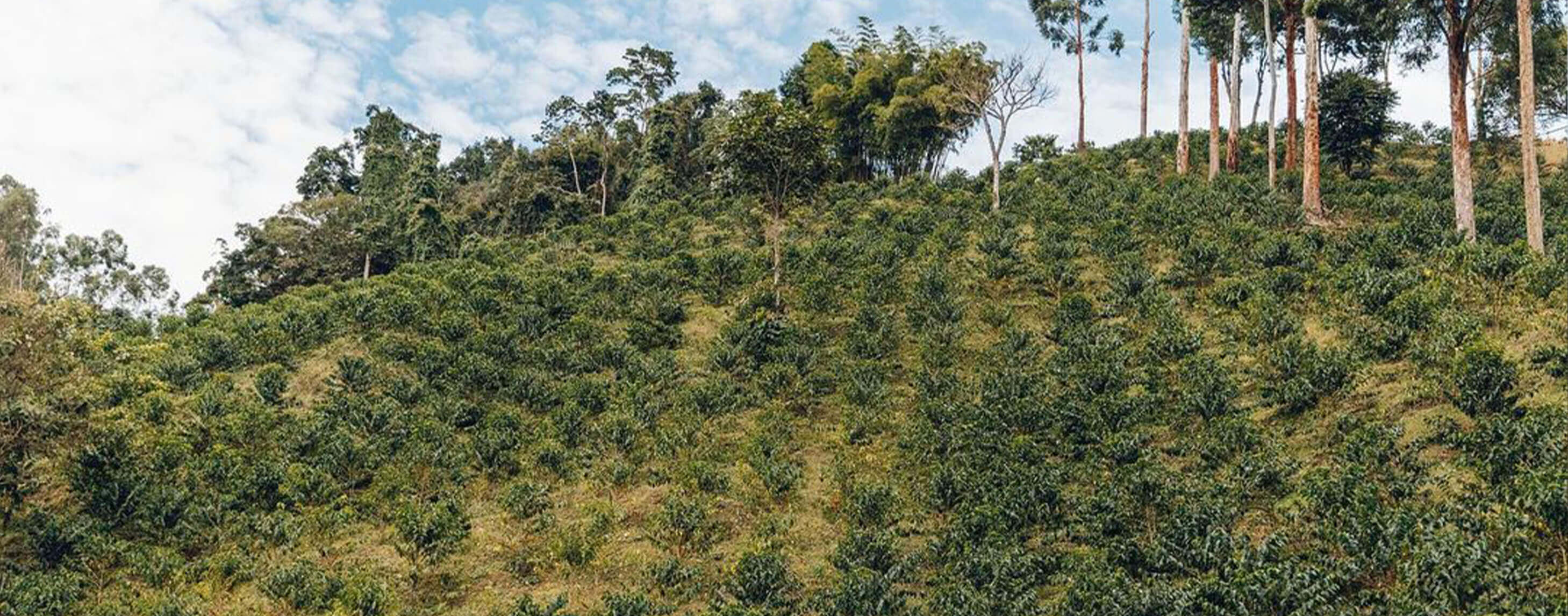 Hilly landscape with coffee trees under a blue sky