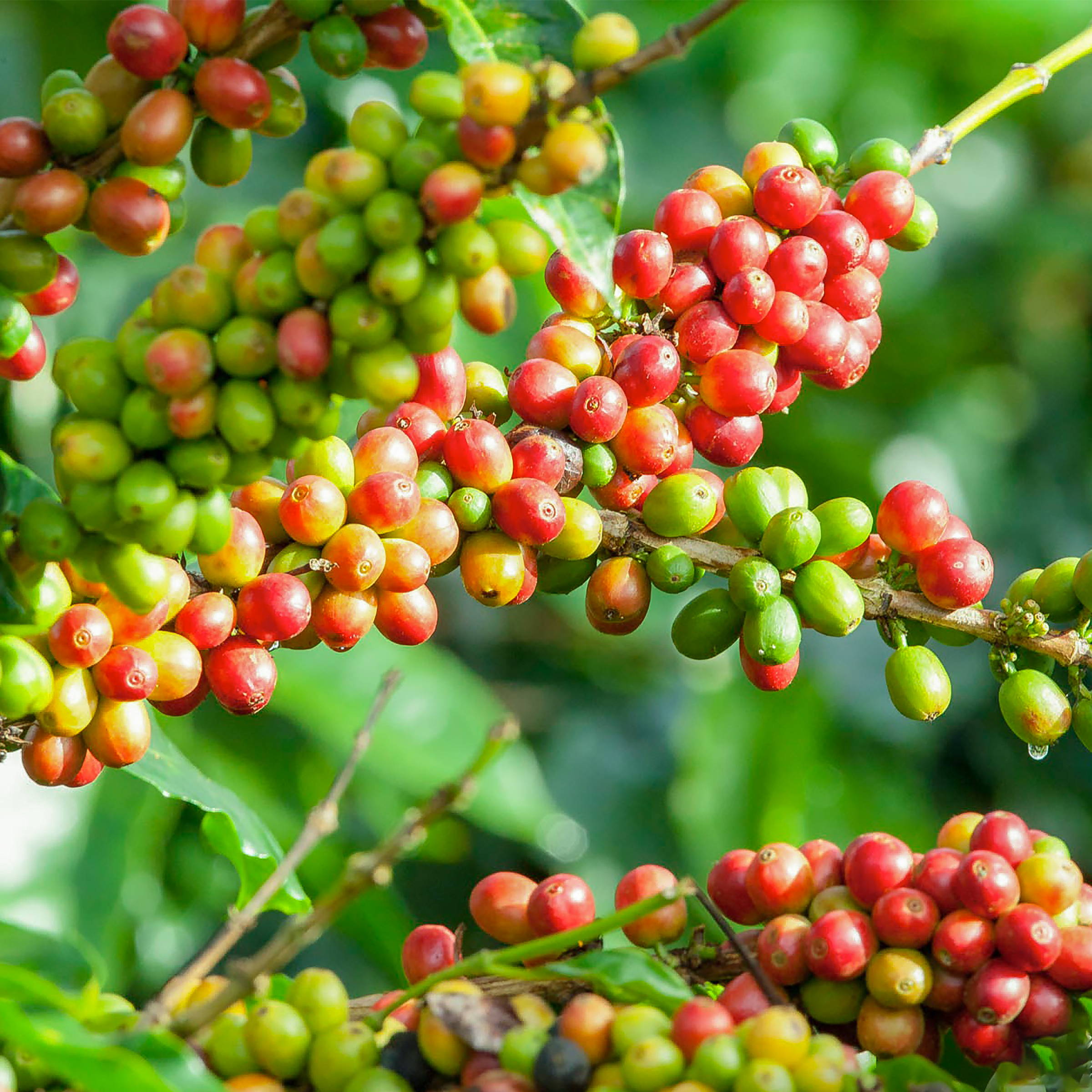Limited Release: Exclusive Microlots from Coffea Diversa