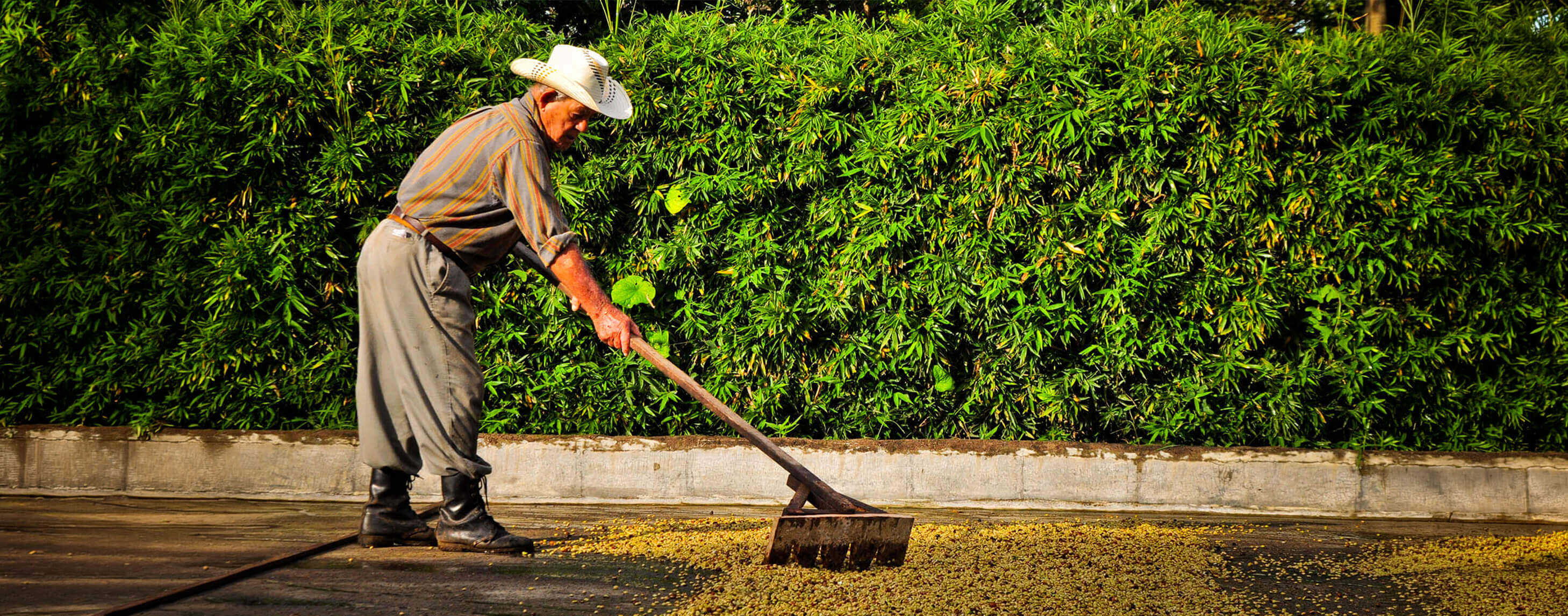 Specialty coffee bean farmer from Timor-Leste